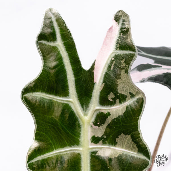 Alocasia Amazonica Pink Variegated US Clone (wk37-AC)
