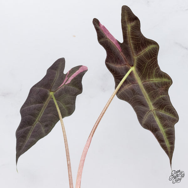 Alocasia Amazonica Pink Variegated US Clone (wk37-AC)