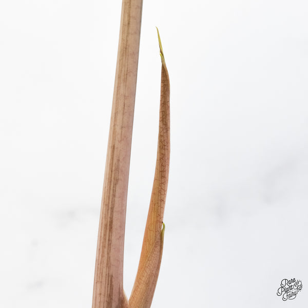 Alocasia 'Amazonica' Pink Variegated - US Clone (wk48-UE) *Corming Size*
