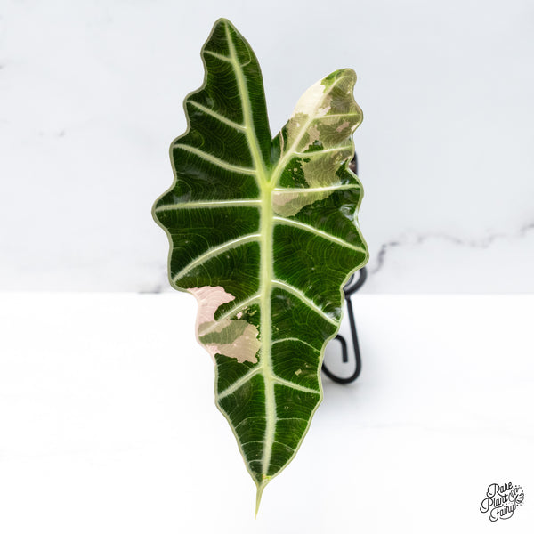 Alocasia 'Amazonica' Pink Variegated - US Clone (wk49-P)