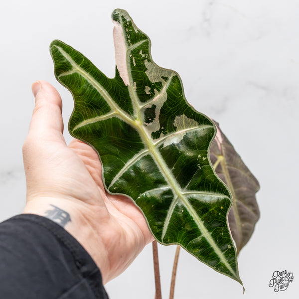 Alocasia 'Amazonica' Pink Variegated - US Clone (wk50-G)