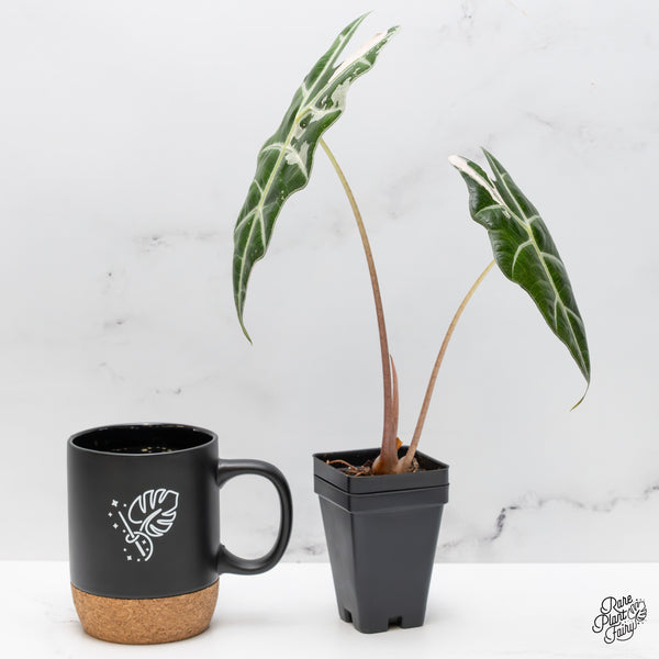 Alocasia 'Amazonica' Pink Variegated - US Clone (wk50-G)