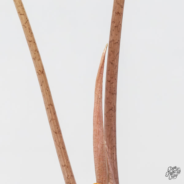 Alocasia 'Amazonica' Pink Variegated - US Clone (wk50-G)