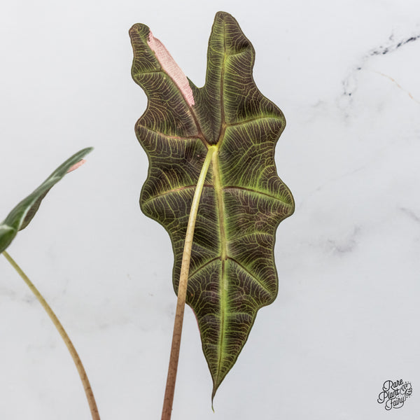 Alocasia 'Amazonica' Pink Variegated - US Clone (wk50-G)