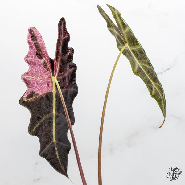 Alocasia 'Amazonica' Pink Variegated - US Clone (wk50-UQ)