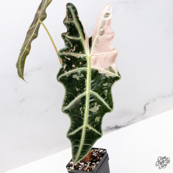 Alocasia 'Amazonica' Pink Variegated - US Clone (wk50-UQ)