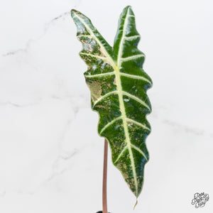 Alocasia 'Amazonica' Pink Variegated US Clone (wk4-S)