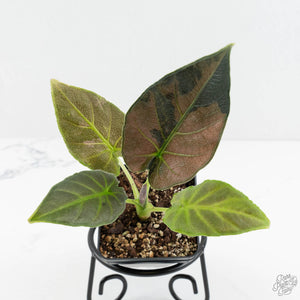 Alocasia 'Antoro Velvet' Variegated (wk18-UC)