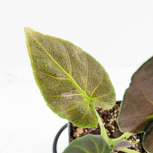 Alocasia 'Antoro Velvet' Variegated (wk18-UC)