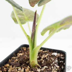 Alocasia 'Antoro Velvet' Variegated (wk18-UC)