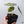 Alocasia Azlanii Aurea Variegated (wk35-N)