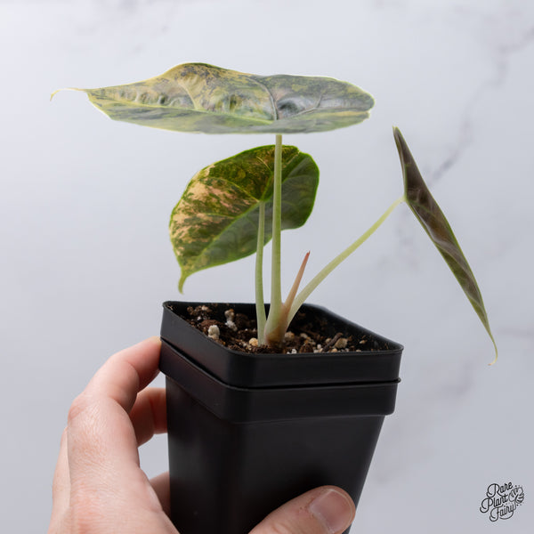 Alocasia Azlanii Aurea Variegated (wk35-N)
