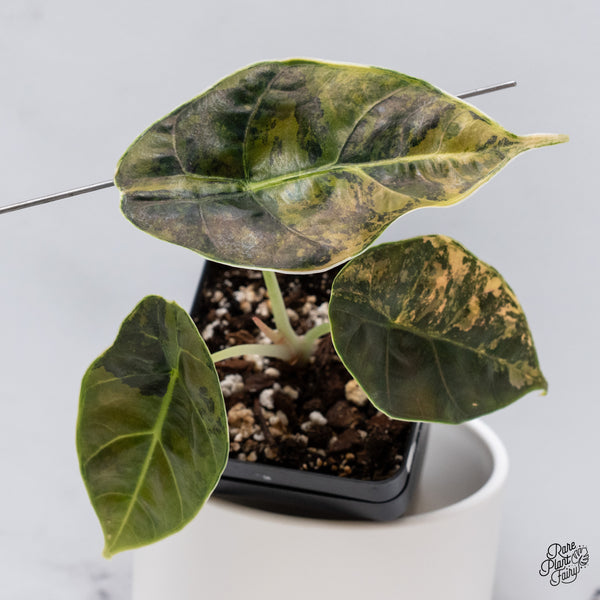 Alocasia Azlanii Aurea Variegated (wk35-N)