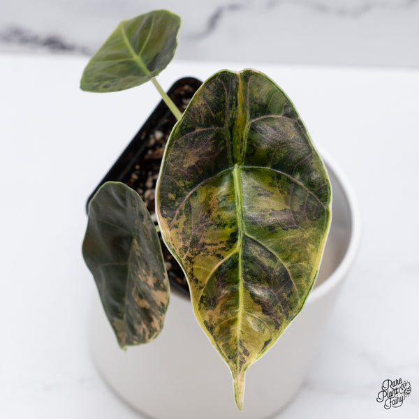 Alocasia Azlanii Aurea Variegated (wk35-N)