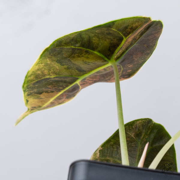 Alocasia Azlanii Aurea Variegated (wk35-N)