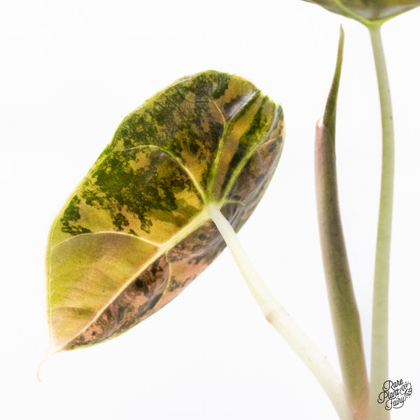 Alocasia Azlanii Aurea Variegated (wk37-G)