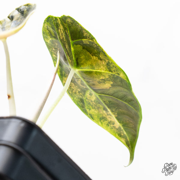 Alocasia Azlanii Aurea Variegated (wk37-G)