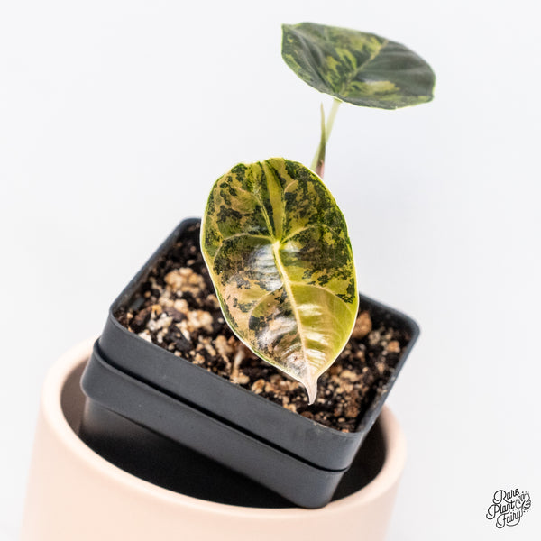 Alocasia Azlanii Aurea Variegated (wk37-G)