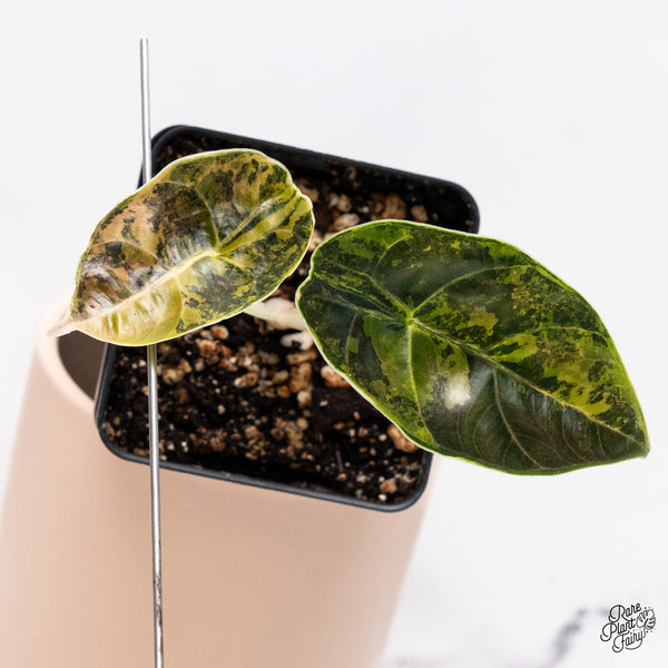 Alocasia Azlanii Aurea Variegated (wk37-G)