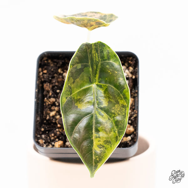 Alocasia Azlanii Aurea Variegated (wk37-G)