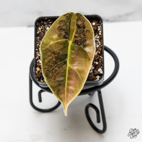 Alocasia Azlanii Aurea Variegated (wk45-K)