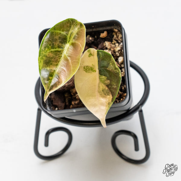 Alocasia Azlanii Aurea Variegated (wk49-H)