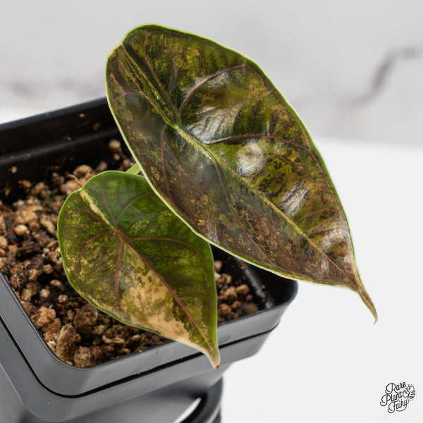 Alocasia Azlanii Aurea Variegated (wk50-I)