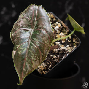 Alocasia azlanii pink variegated *Grower's Choice*