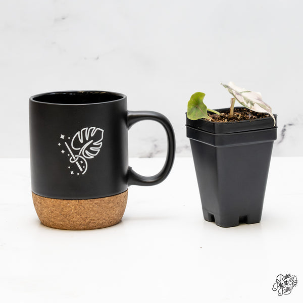 Alocasia 'Azlanii' Pink Variegated (wk51-I)