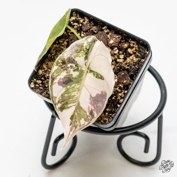 Alocasia 'Azlanii' Pink Variegated (wk51-I)