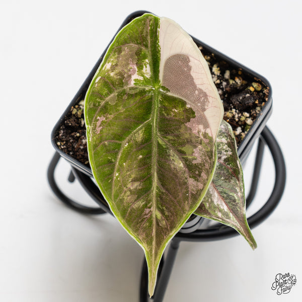 Alocasia 'Azlanii' Pink Variegated (wk51-J)