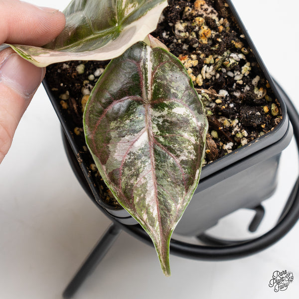 Alocasia 'Azlanii' Pink Variegated (wk51-J)
