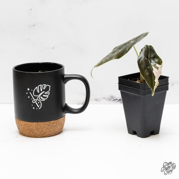 Alocasia 'Azlanii' Pink Variegated (wk52-J)