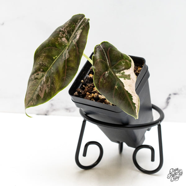 Alocasia 'Azlanii' Pink Variegated (wk52-J)