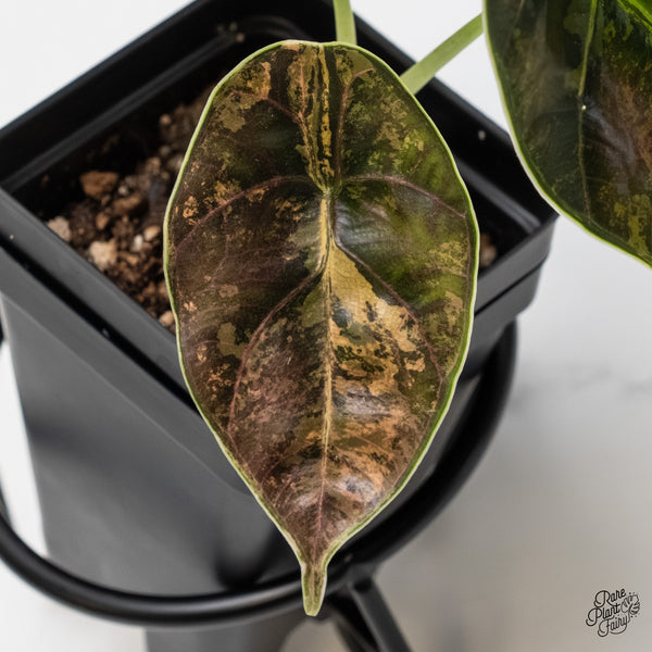 Alocasia Azlanii Aurea Variegated (wk6-N)