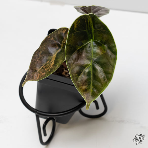 Alocasia Azlanii Aurea Variegated (wk6-N)