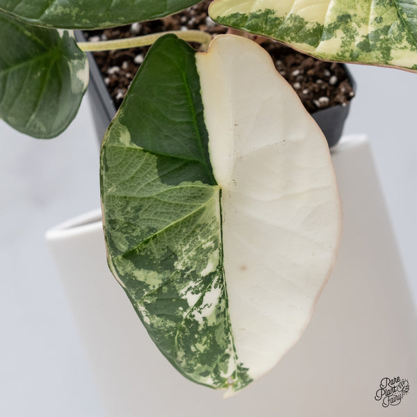 Alocasia Bisma sp. 'Platinum' Albo Variegated (wk35-R)