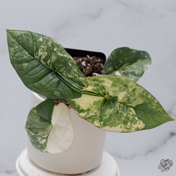 Alocasia Bisma sp. 'Platinum' Albo Variegated (wk35-R)