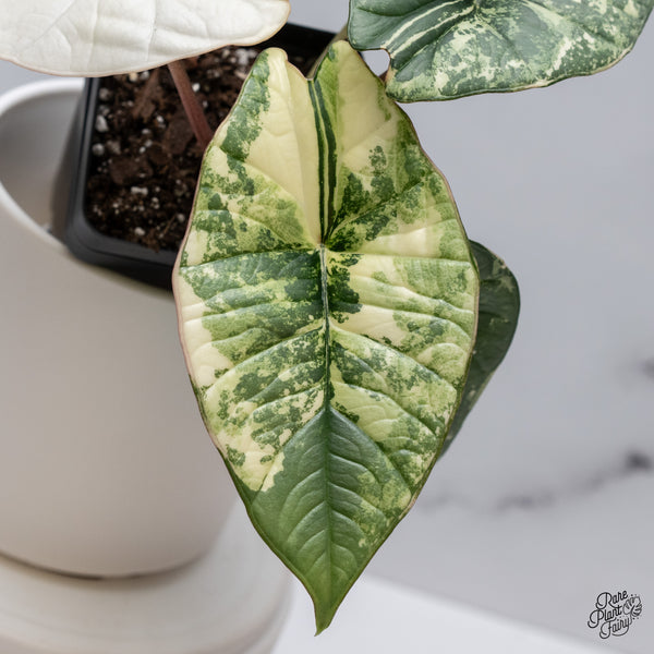 Alocasia Bisma sp. 'Platinum' Albo Variegated (wk35-R)