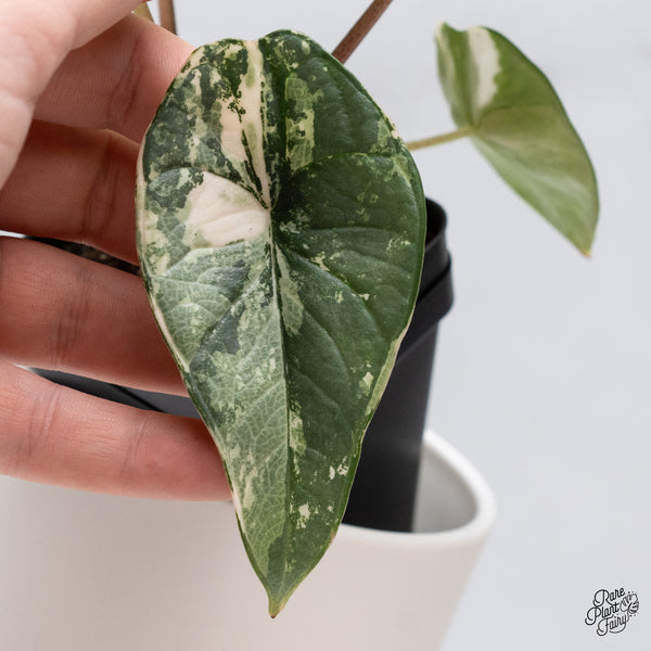 Alocasia Bisma sp. 'Platinum' Albo Variegated (wk35-R)