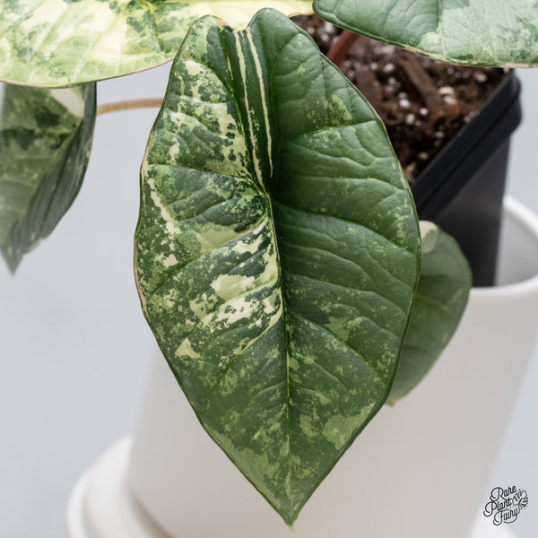Alocasia Bisma sp. 'Platinum' Albo Variegated (wk35-R)