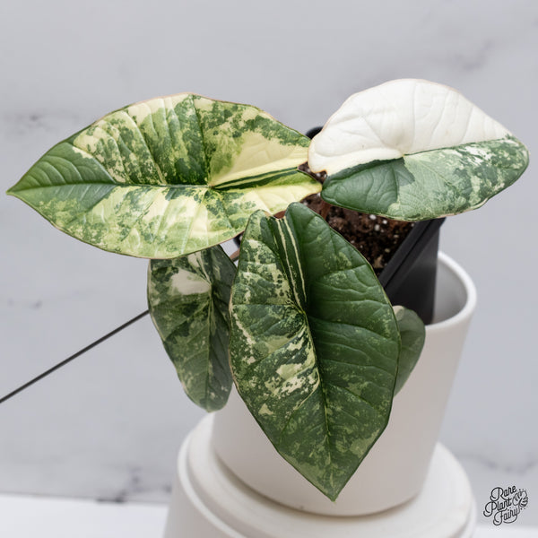 Alocasia Bisma sp. 'Platinum' Albo Variegated (wk35-R)