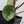 Alocasia Bisma sp. 'Platinum' Albo Variegated (wk35-S)