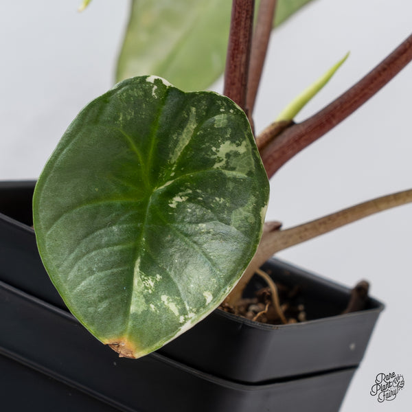 Alocasia Bisma sp. 'Platinum' Albo Variegated (wk35-S)