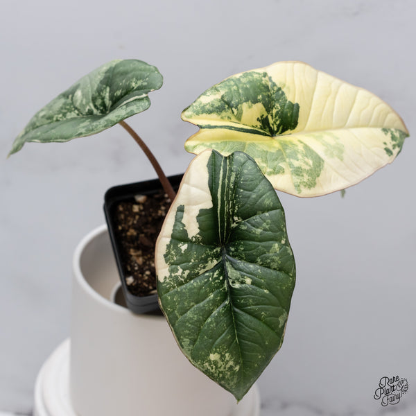 Alocasia Bisma sp. 'Platinum' Albo Variegated (wk35-S)