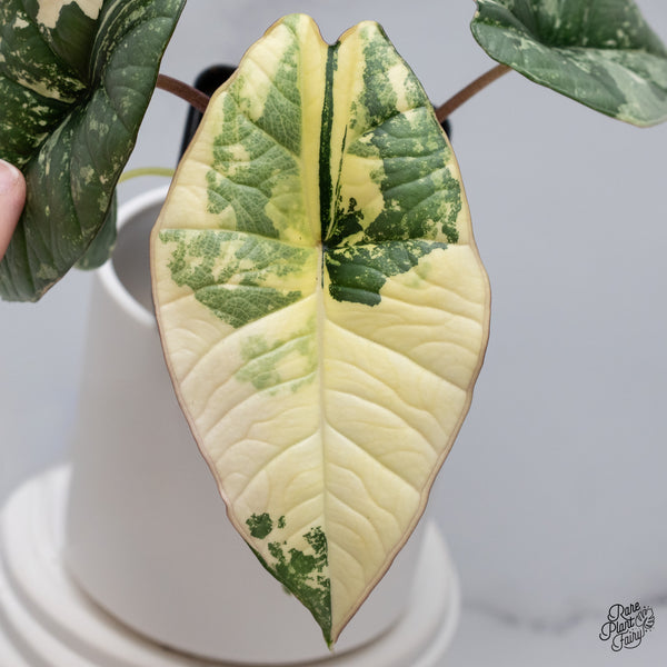 Alocasia Bisma sp. 'Platinum' Albo Variegated (wk35-S)