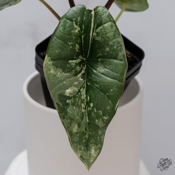 Alocasia Bisma sp. 'Platinum' Albo Variegated (wk35-S)