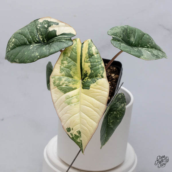 Alocasia Bisma sp. 'Platinum' Albo Variegated (wk35-S)