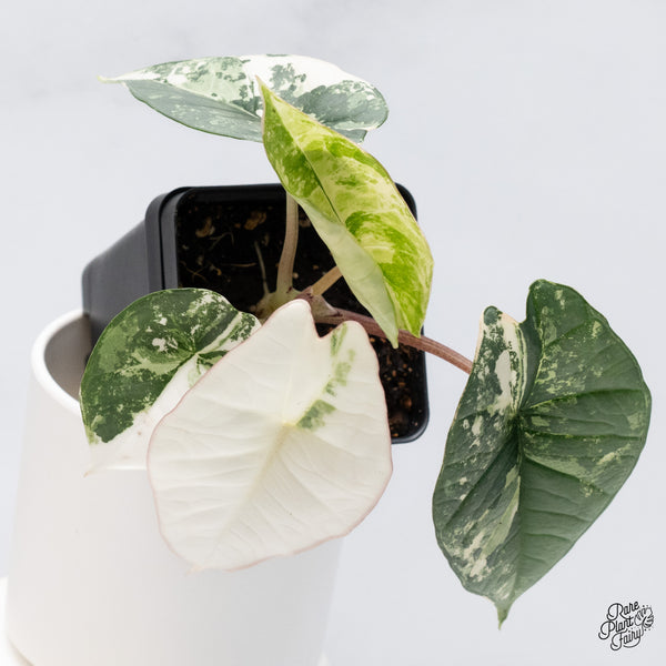 Alocasia Bisma sp. 'Platinum' Albo Variegated (wk36-L)