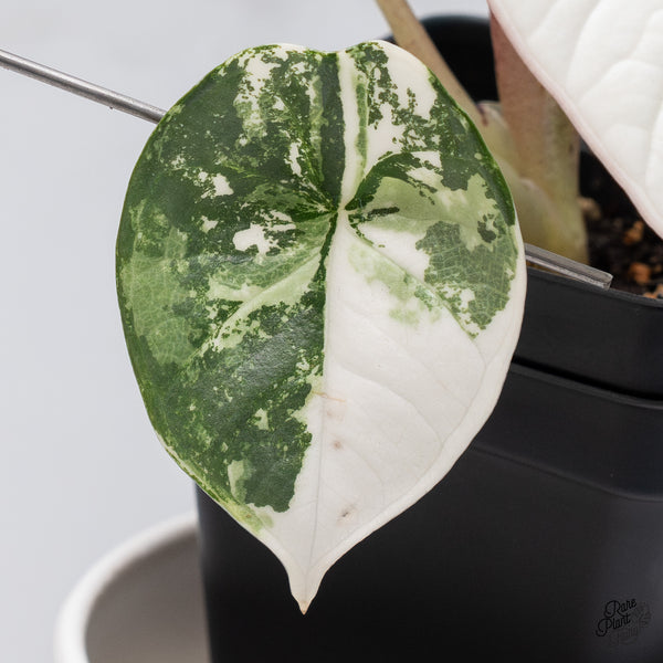 Alocasia Bisma sp. 'Platinum' Albo Variegated (wk36-L)